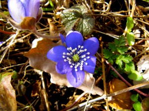 Blå anemone i Eriksholm Skov