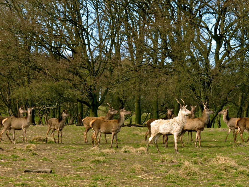 Min nye have som jeg deler med dyrene