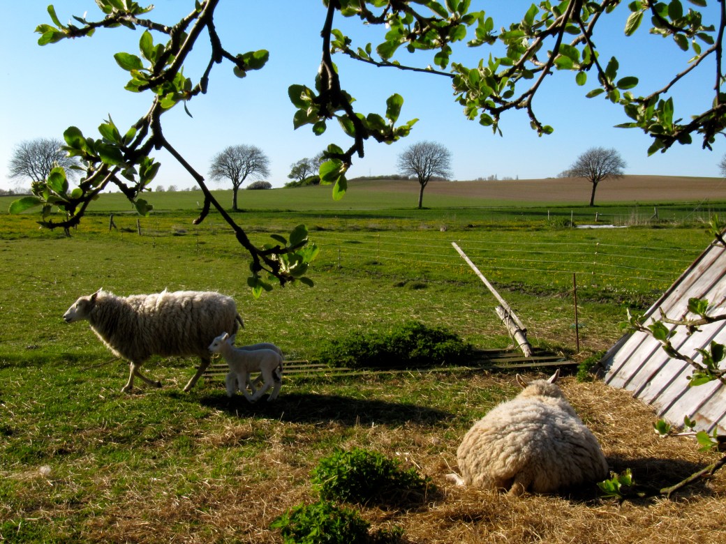 Bondegården på Møn