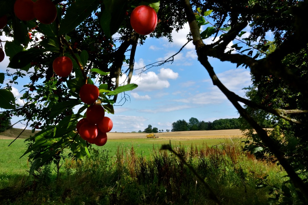 Ved Mølleåens udspring