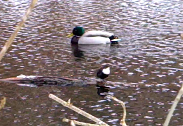 Skærmbillede 2014-01-19 kl. 12.21.09