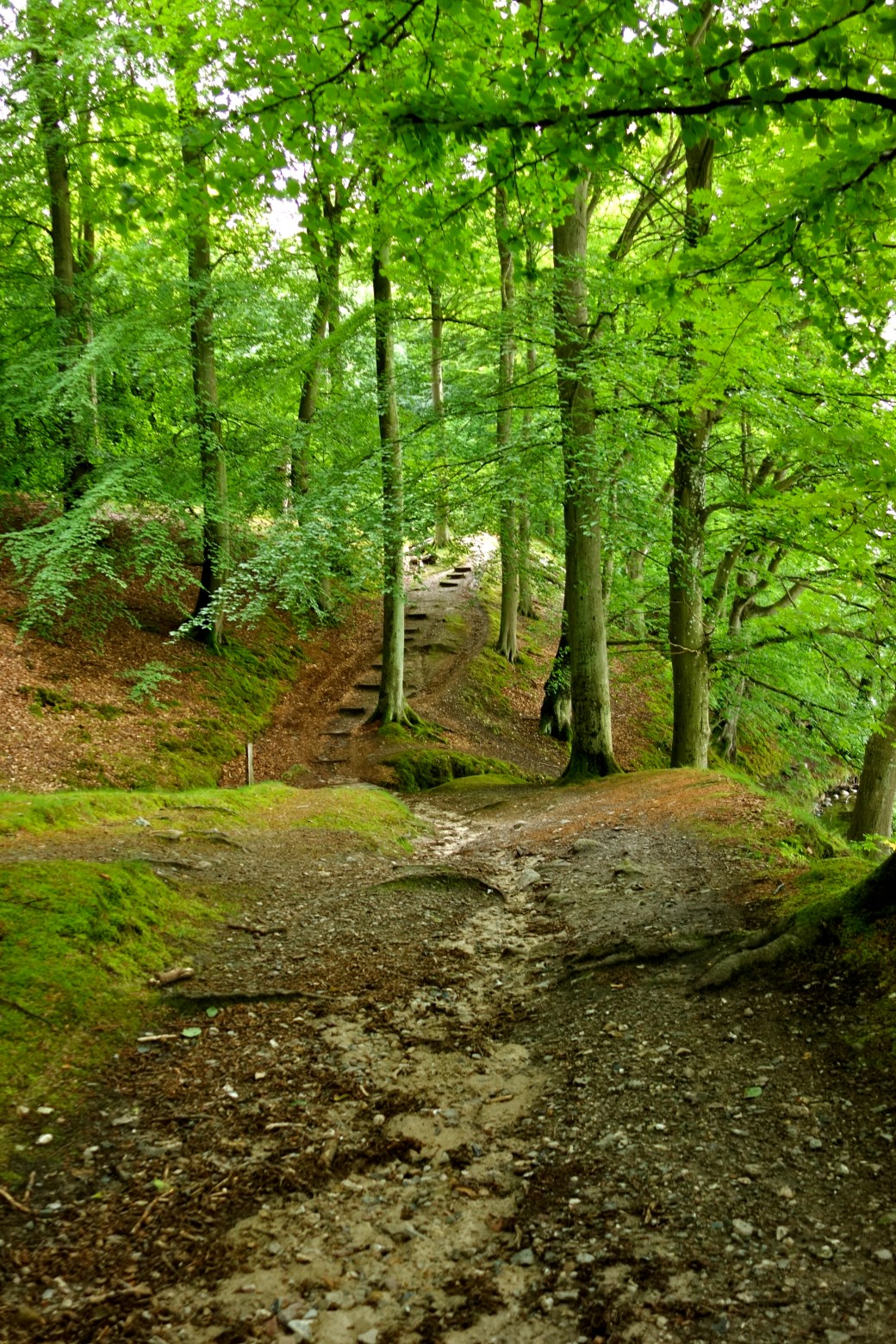 Bakkerne i Nørreskoven
