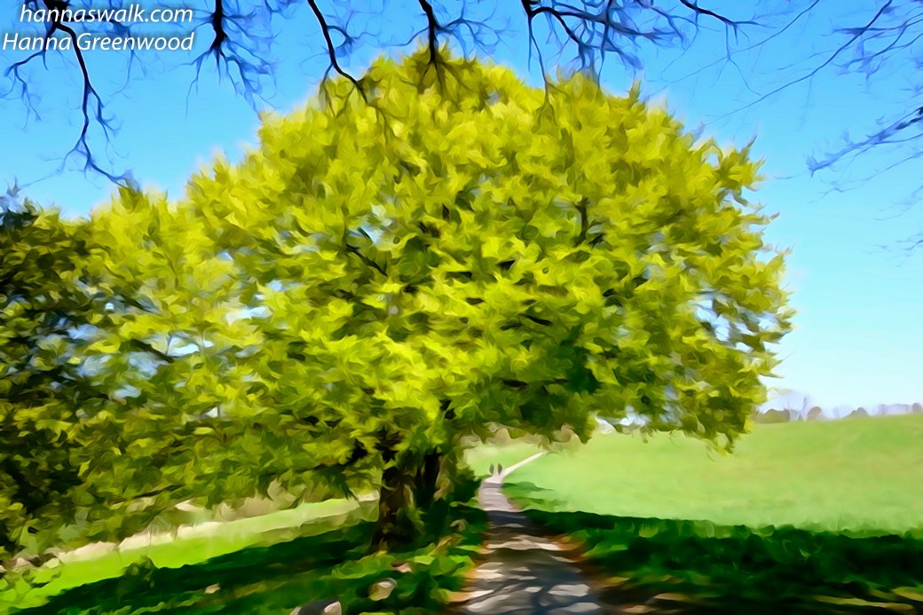 Søllerød Kirkeskov, Rudersdal