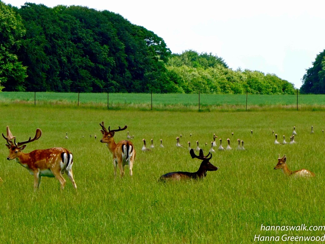 Jægersborg Dyrehave