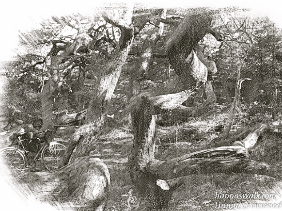 Troldeskoven, Tisvilde Hegn