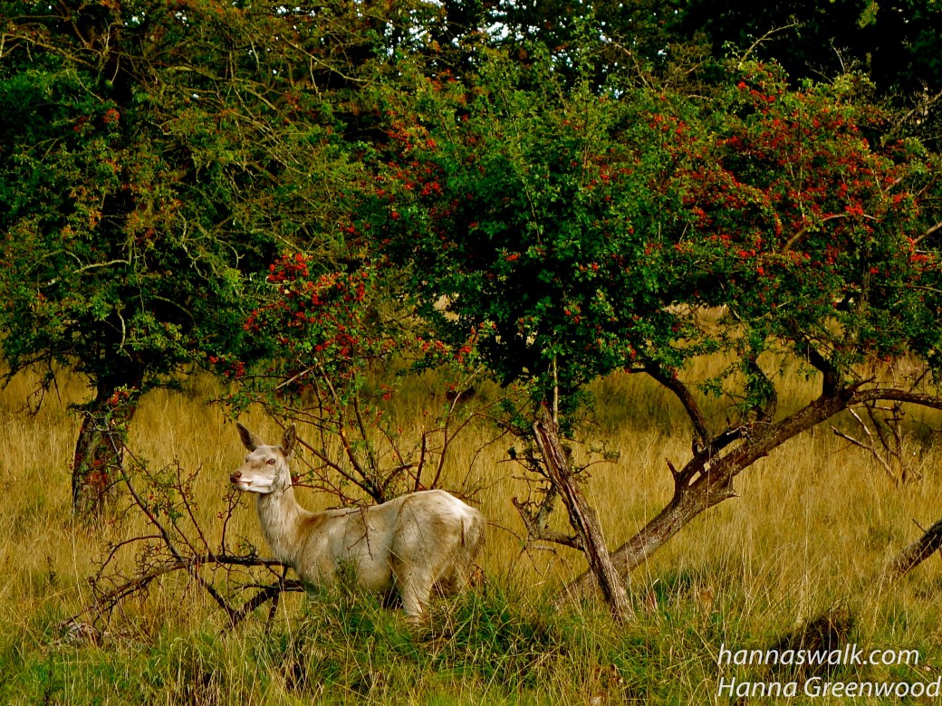 Hvid hind ved Taaarbæk Port