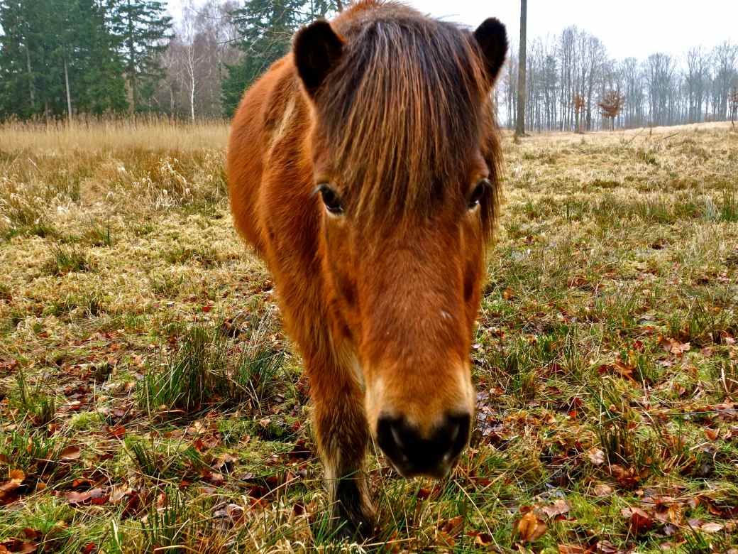 Islandsk hest, Gribskov