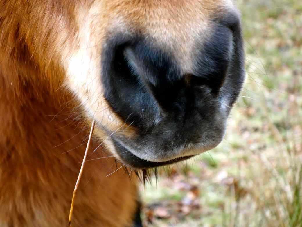Islandsk hest, Gribskov