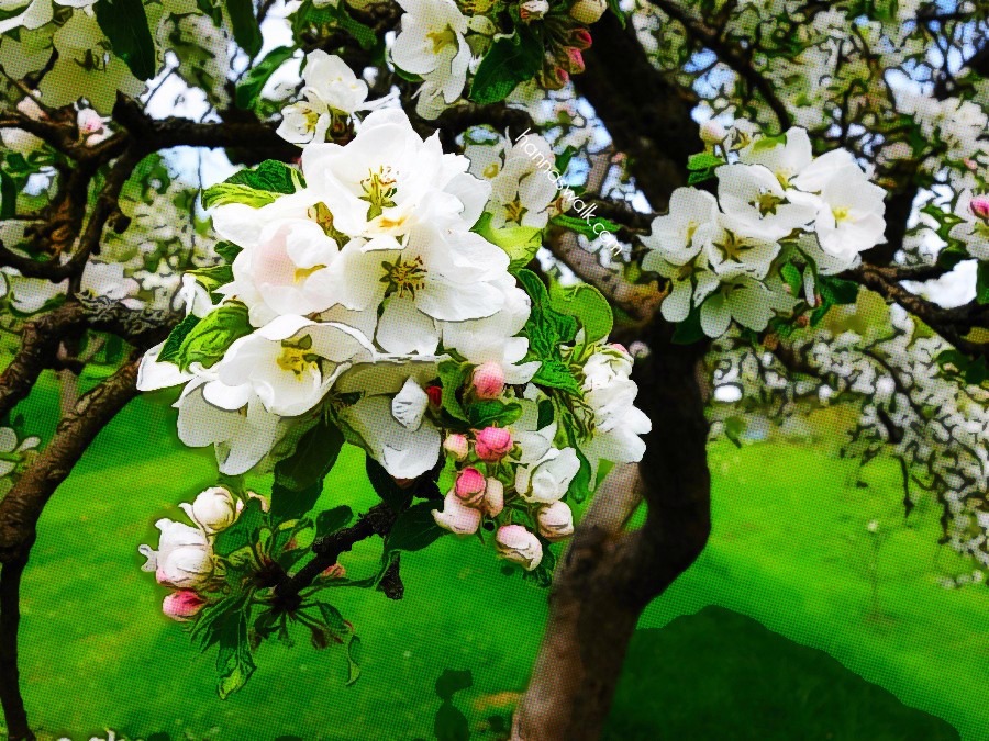 Apple tree in Brede Park
