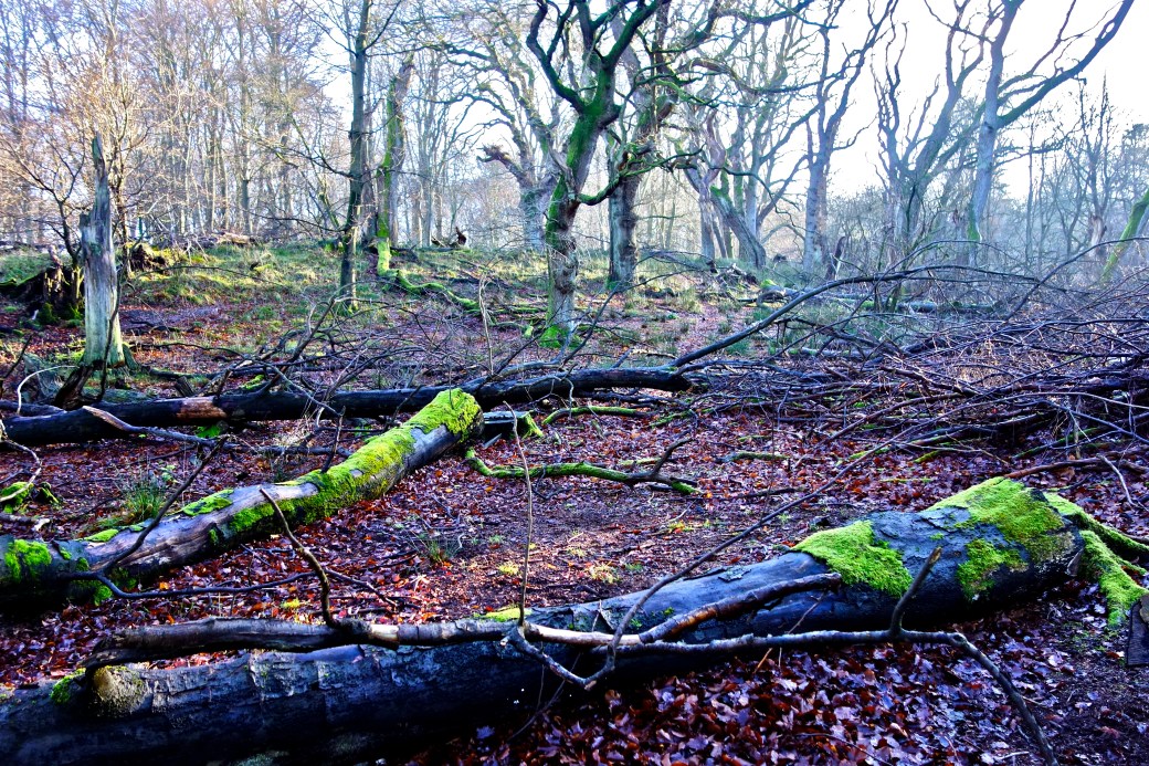 Jægersborg Dyrehave