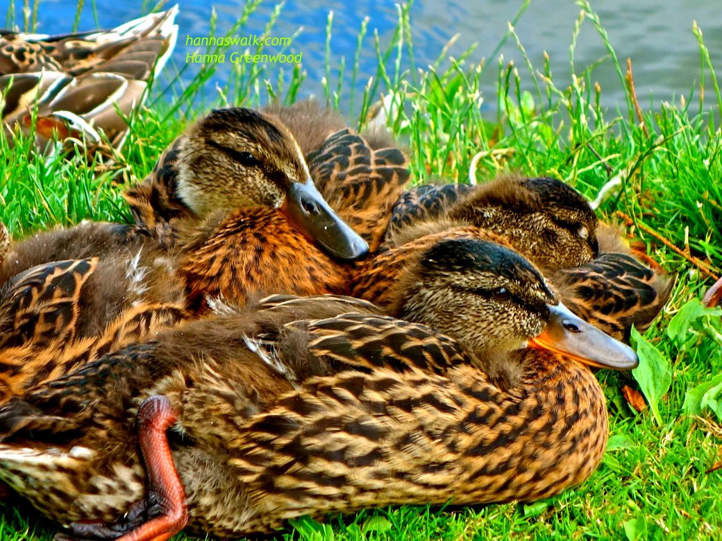Ducks Waiting
