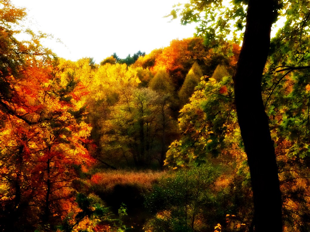 Mølleådalen, Lyngby