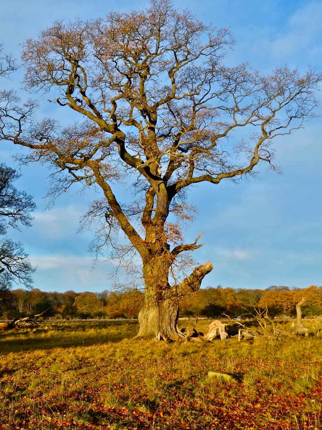 Jægersborg Dyrehave