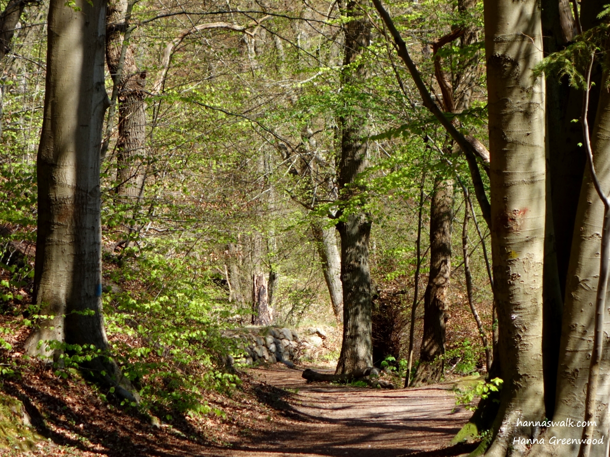 Spring Forest | HANNA'S WALK